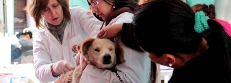 Cães recebem atendimento veterinário